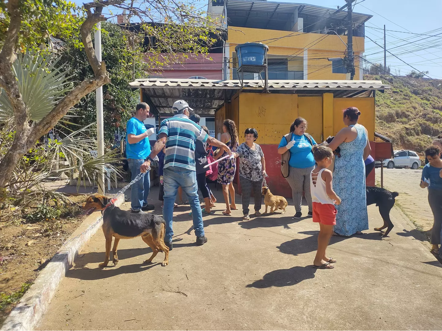 Vacinação antirrábica para cães e gatos movimenta o sábado em Santos Dumont